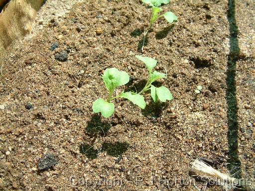 Asian greens seedlings 